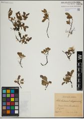 Foto von Salix herbacea L. x Salix lapponum L.
